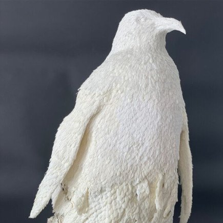 Manchot empereur - Stéphane BUYENS