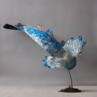 Poisson bleu - Stéphane BUYENS