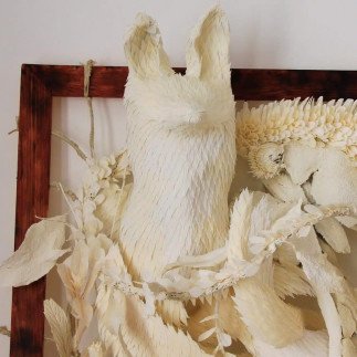 Renard - Vulpes Vulpes - Stéphane BUYENS