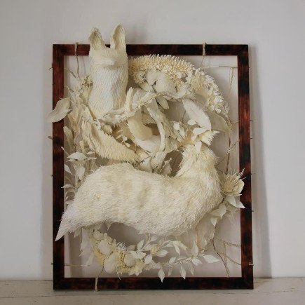 Renard - Vulpes Vulpes