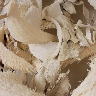 Zorro - Vulpes Vulpes