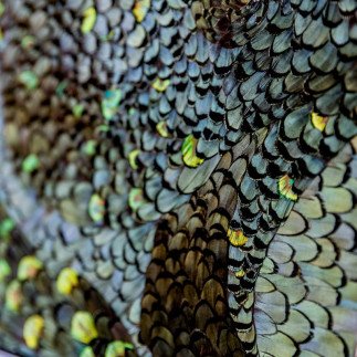 Serpent - Amandine BONNEAU